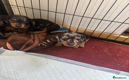 Dachshund dogs for sale: READY to leave dachshund puppy’s for sale  - Image 22