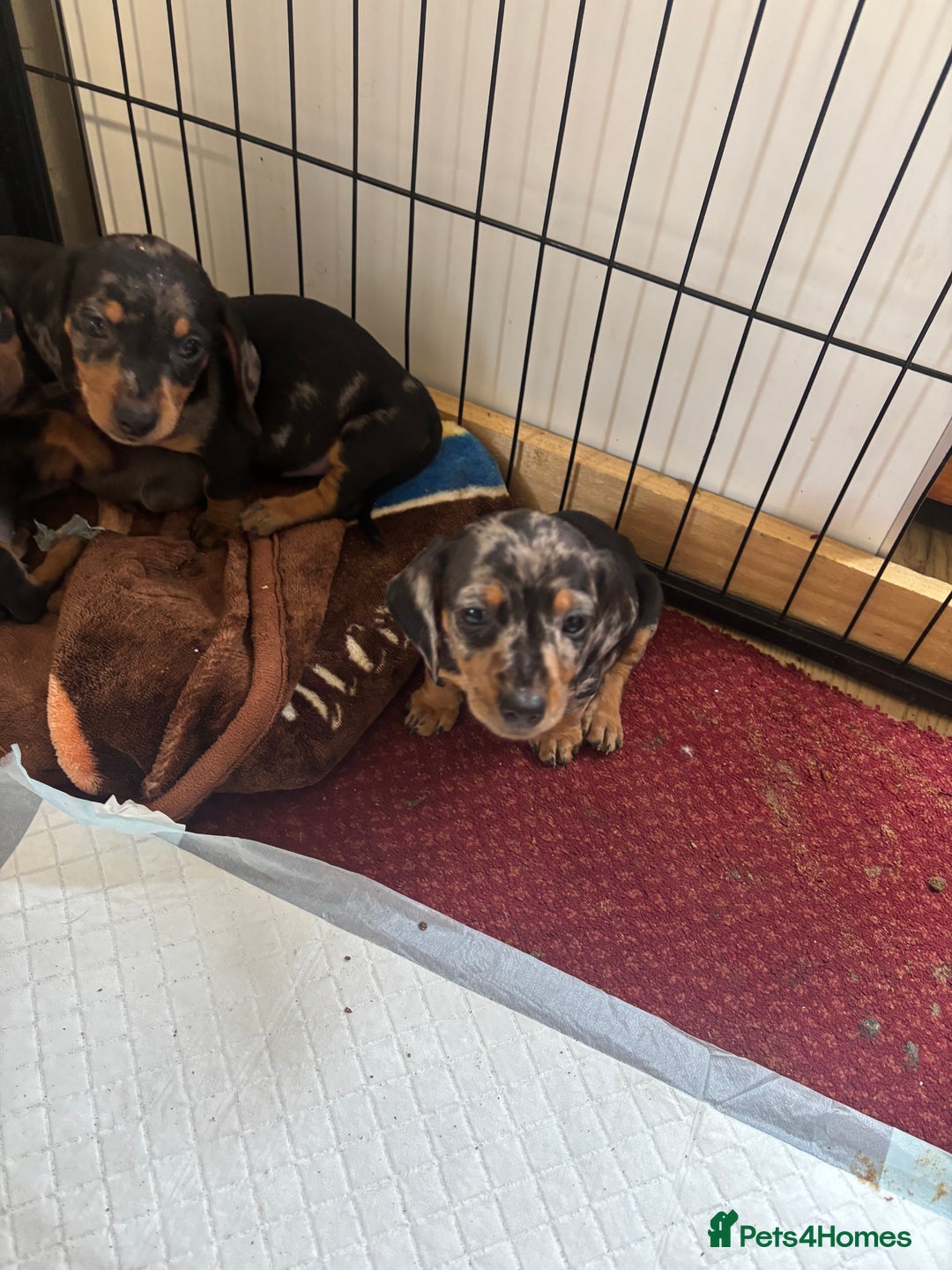 Dachshund dogs for sale: READY to leave dachshund puppy’s for sale  - Image 22