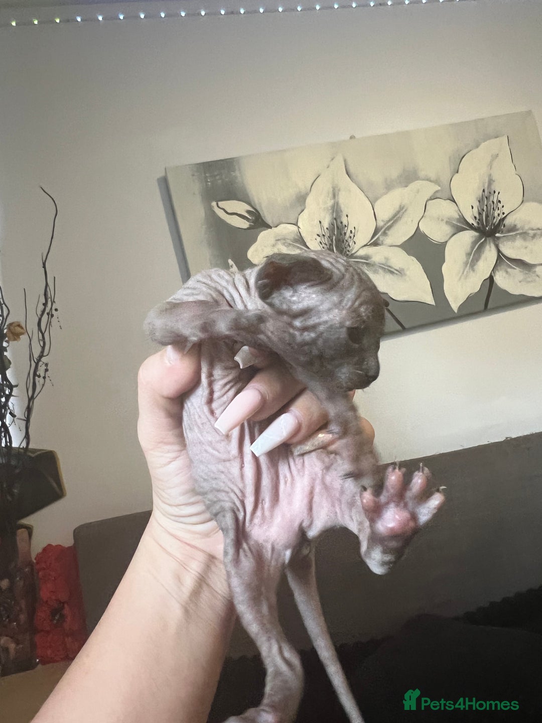 Sphynx cats for sale: Sphynk - Image 6