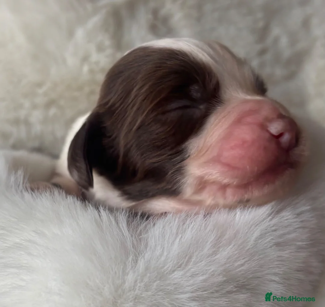 Sprocker dogs for sale: Beautiful litter of spaniel puppies  - Advert 6