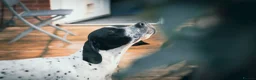 Pointer dogs for sale: 🩵🩵 English Pointer 🩵🩵 - Advert 9