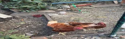 Chickens poultry for sale: Egg laying chicken  - Advert 3
