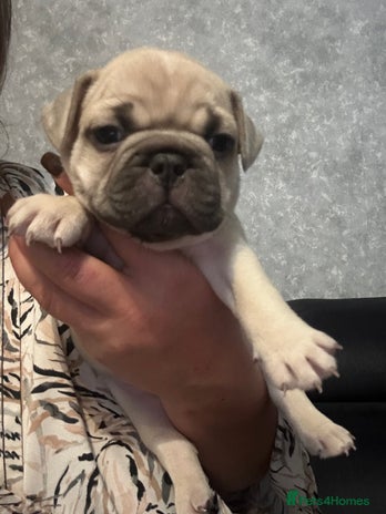 French Bulldog dogs French bulldog - Advert 6