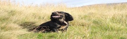 Cocker Spaniel dogs for stud: Outstanding kc Cocker spaniel at stud in Lancaster - Advert 3