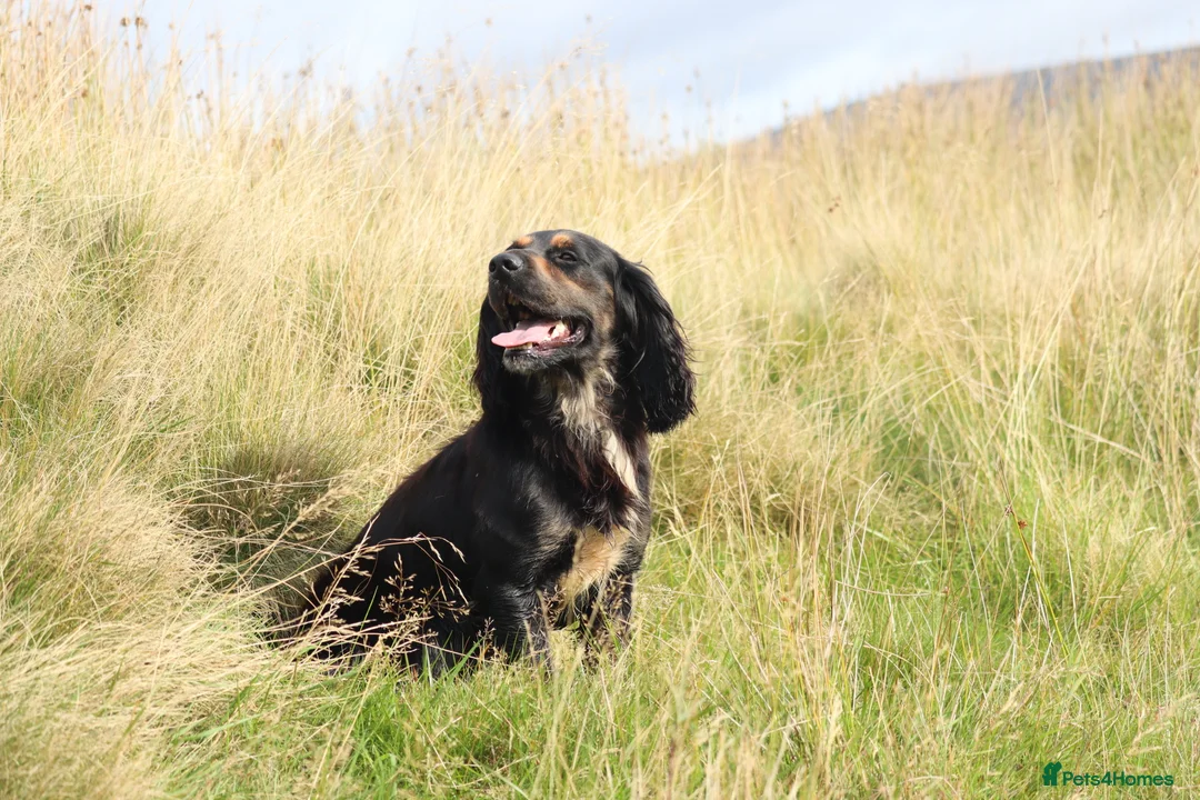 Cocker Spaniel dogs for stud: Outstanding kc Cocker spaniel at stud in Lancaster - Advert 3