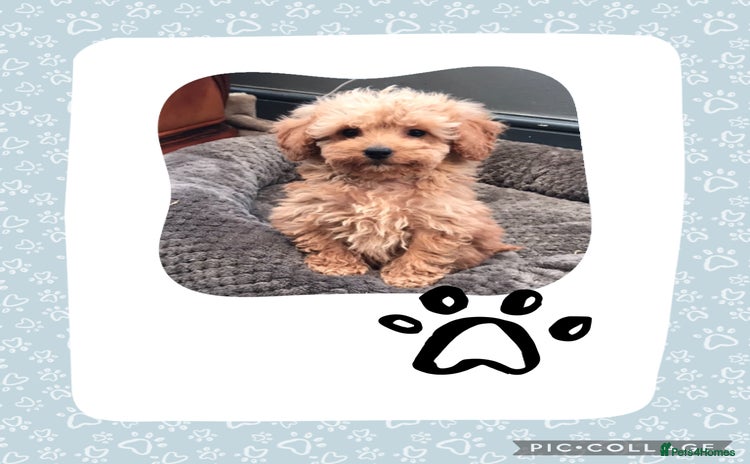 Cockapoo dogs - Advert 13