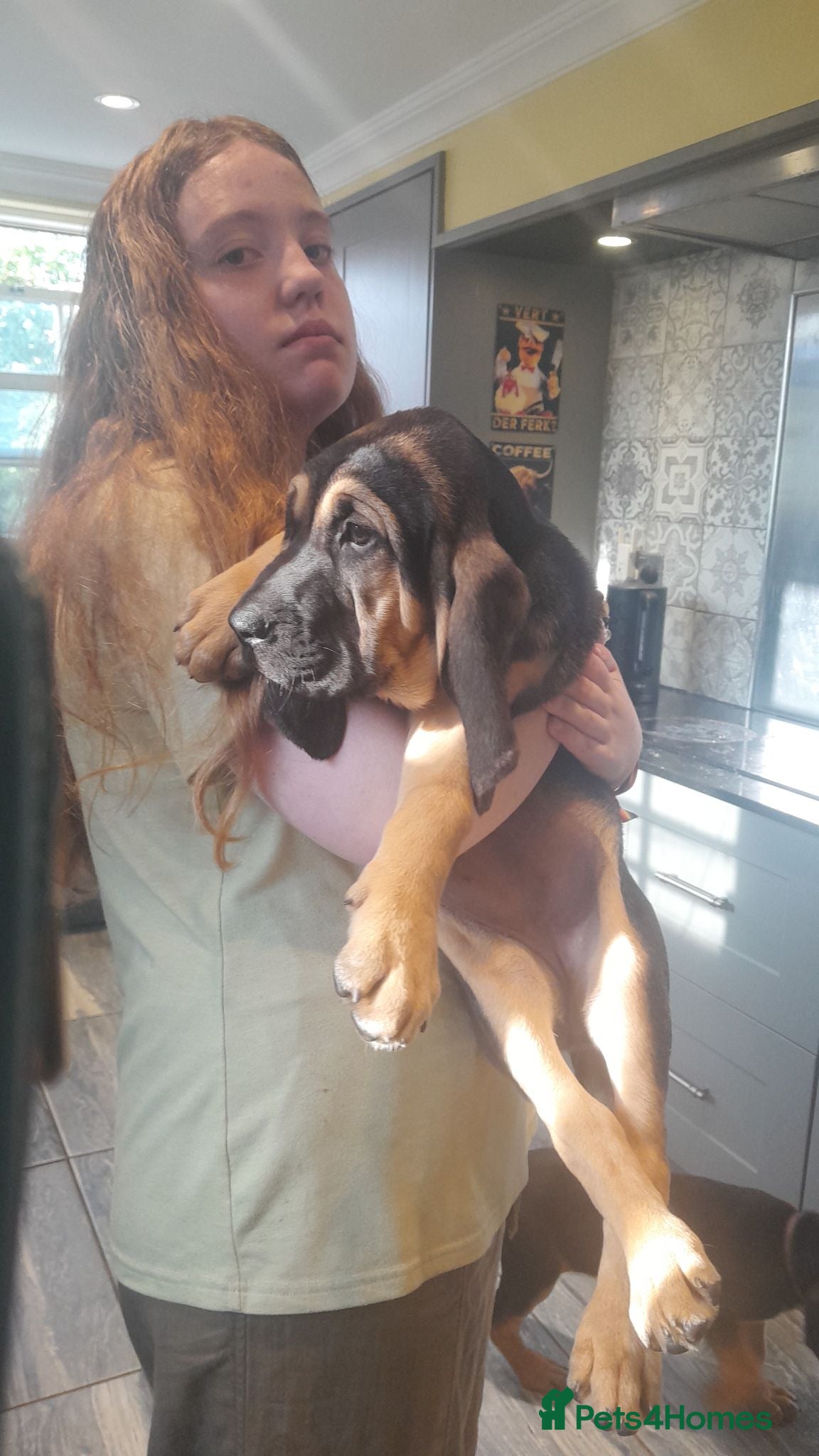 Bloodhound dogs Bloodhound Puppies - Advert 2