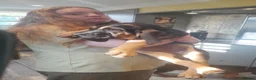 Bloodhound dogs for sale: Bloodhound Puppies - Advert 10