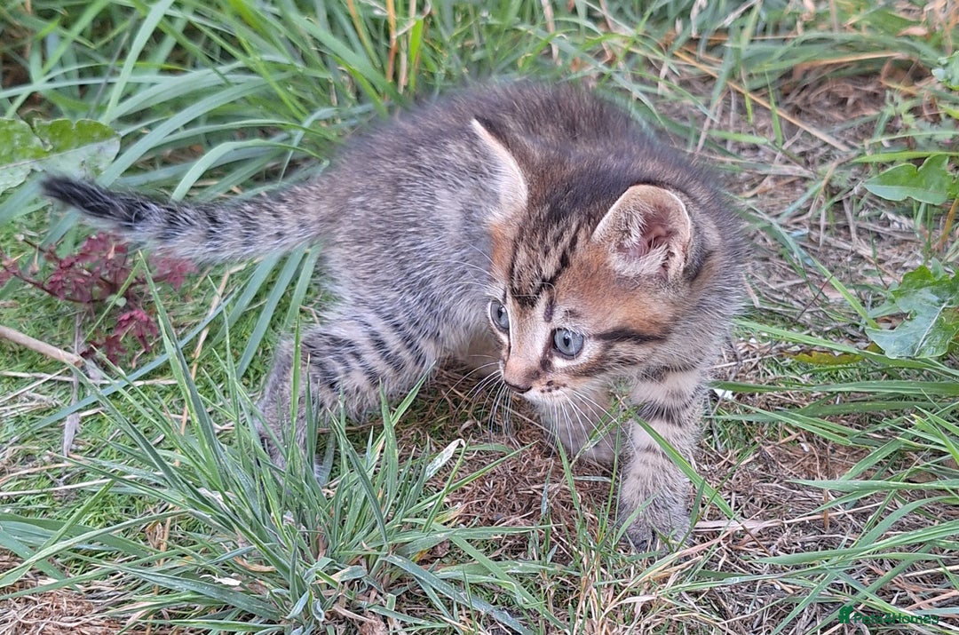 Mixed Breed cats for sale: Half Bengal kittens  - Image 20
