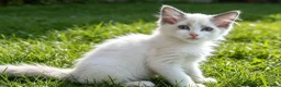 Ragdoll cats for sale: RAGDOLLS GIRL SEAL POINT BICOLOUR BLUE EYES  - Advert 11