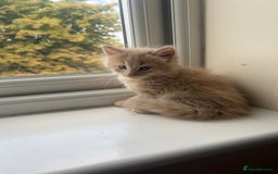 Mixed Breed cats for sale: Beautiful male kitten for new home - Image 1