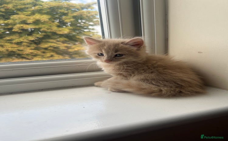 Mixed Breed cats - Advert 14