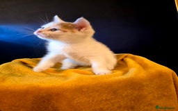 Mixed Breed cats for sale: 4 boys and 2 girls Family-Raised, Well-Socialised  - Image 37