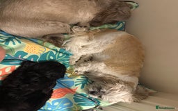 Shih Tzu dogs for sale: Black Shih tzu puppie - Image 11