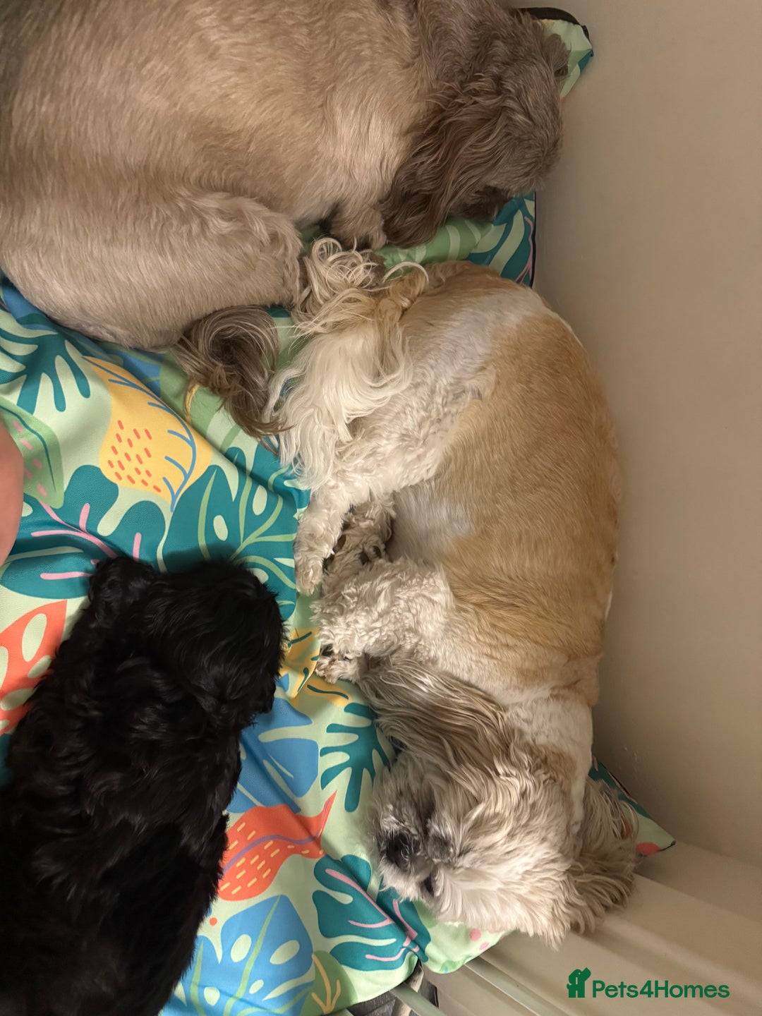 Shih Tzu dogs for sale: Black Shih tzu puppie - Image 11