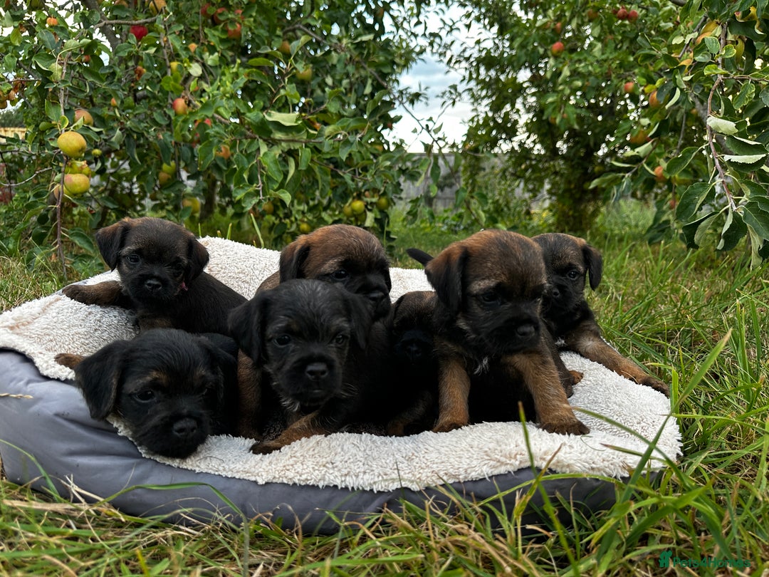 Border Terrier dogs for sale:  Beautiful Borders Terrier Puppies  - Image 3