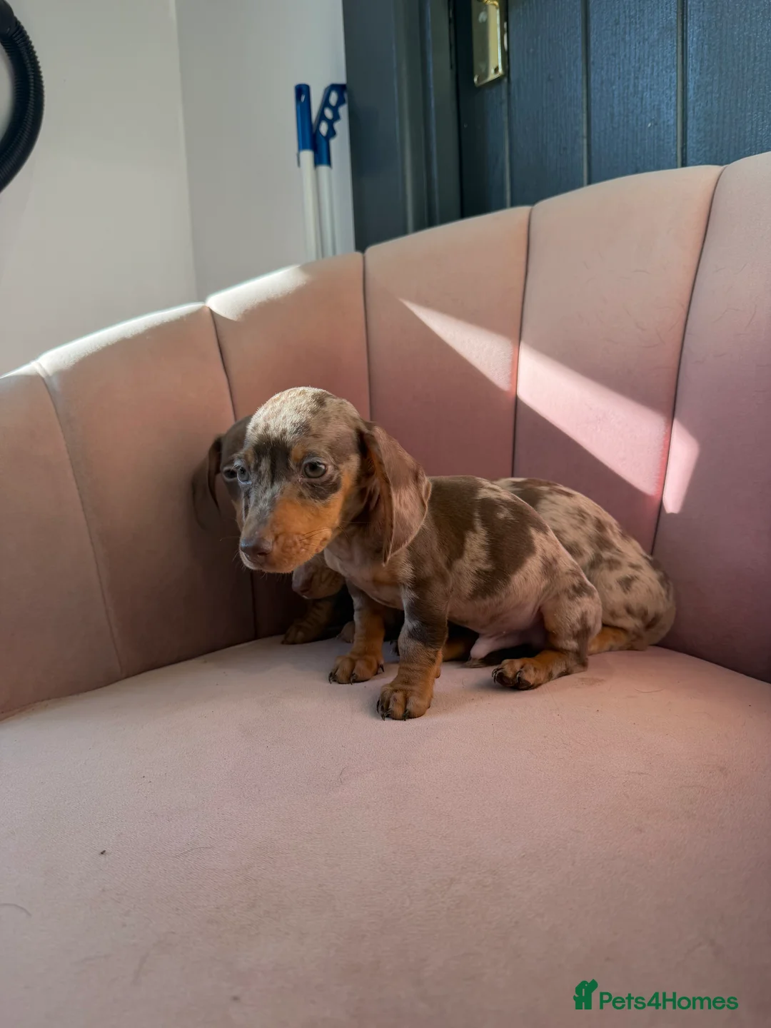 Miniature Dachshund dogs for sale: Beautiful Dachshund Male Puppies Ready now  - Advert 19