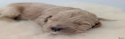 Australian Labradoodle dogs for sale: Birth announcement📣  📣 - Advert 16