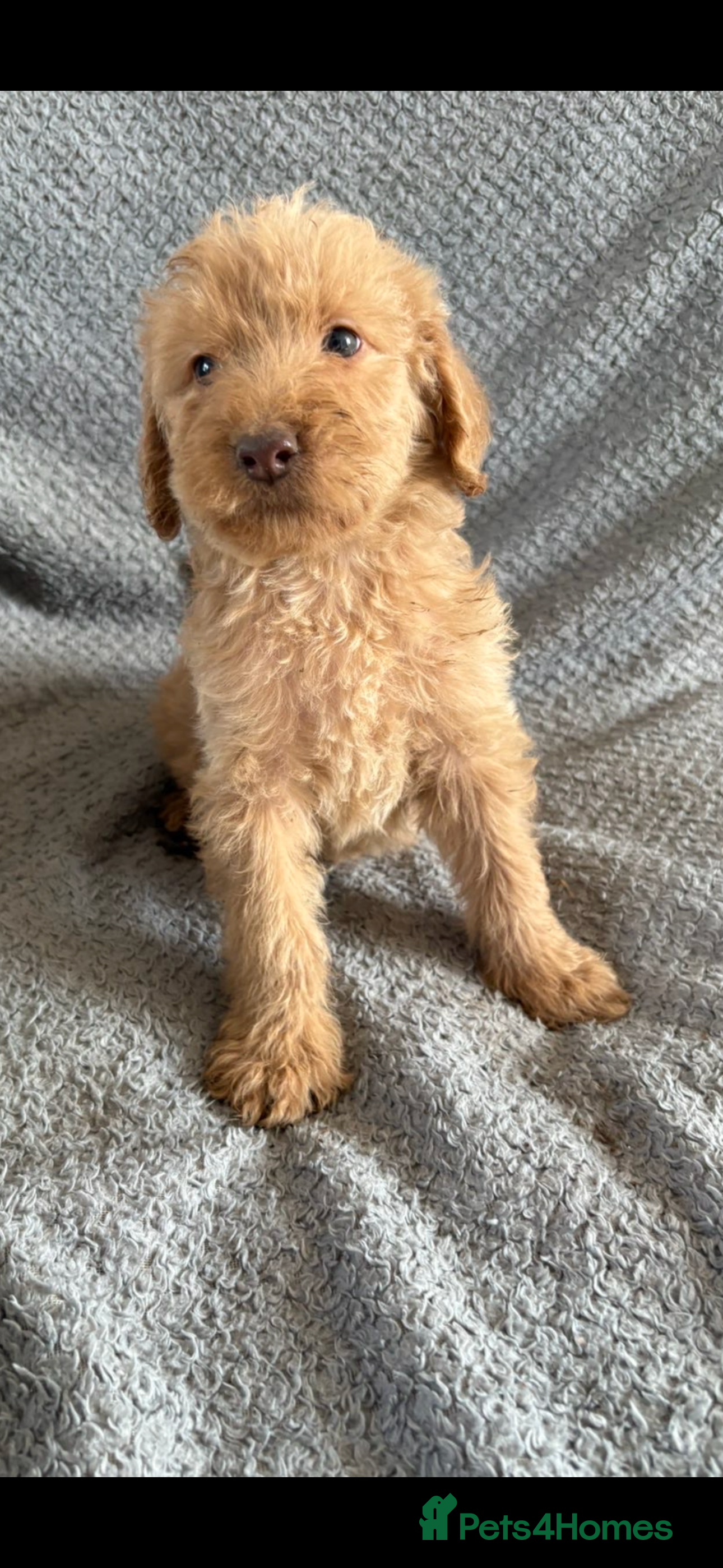 Labradoodle dogs Ready Soon! Beautiful F1b Labradoodles  - Advert 2