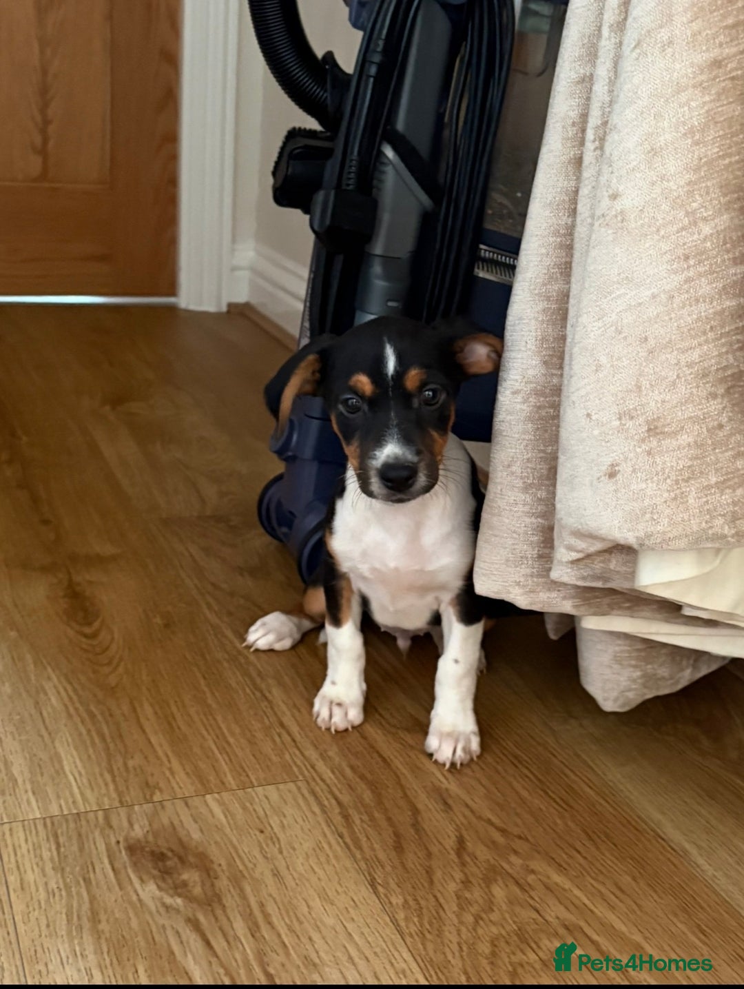 Jack Russell dogs for sale: Jack Russel puppies  - Advert 7