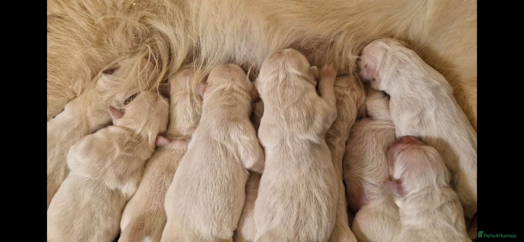 Golden Retriever dogs INTERNATIONAL PEDIGREE EXCEPTIONAL HEALTH TESTING. - Advert 9