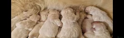Golden Retriever dogs for sale: INTERNATIONAL PEDIGREE EXCEPTIONAL HEALTH TESTING. - Advert 1