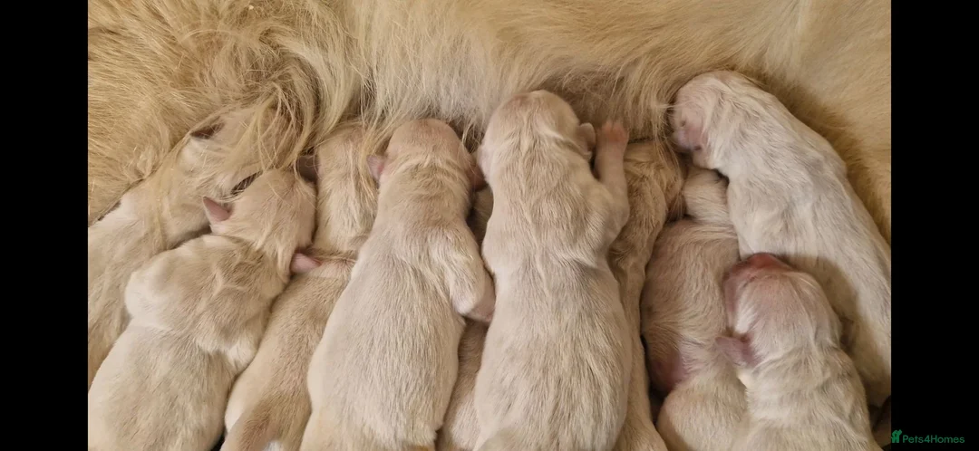 Golden Retriever dogs for sale: INTERNATIONAL PEDIGREE EXCEPTIONAL HEALTH TESTING. - Advert 1