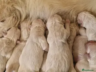 Golden Retriever dogs INTERNATIONAL PEDIGREE EXCEPTIONAL HEALTH TESTING. - Advert 9