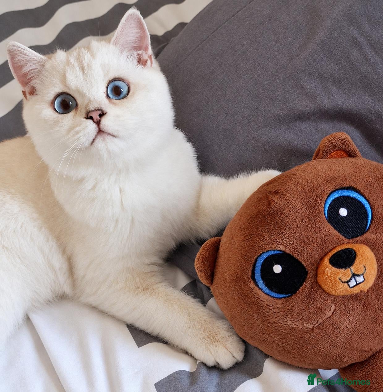British Shorthair cats 💖TICA GOLDEN POINT & SILVER BSH KITTENS💖 - Advert 1