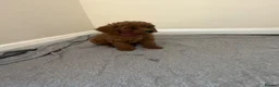 Miniature Poodle dogs for sale: Miniature poodle puppies  - Advert 10