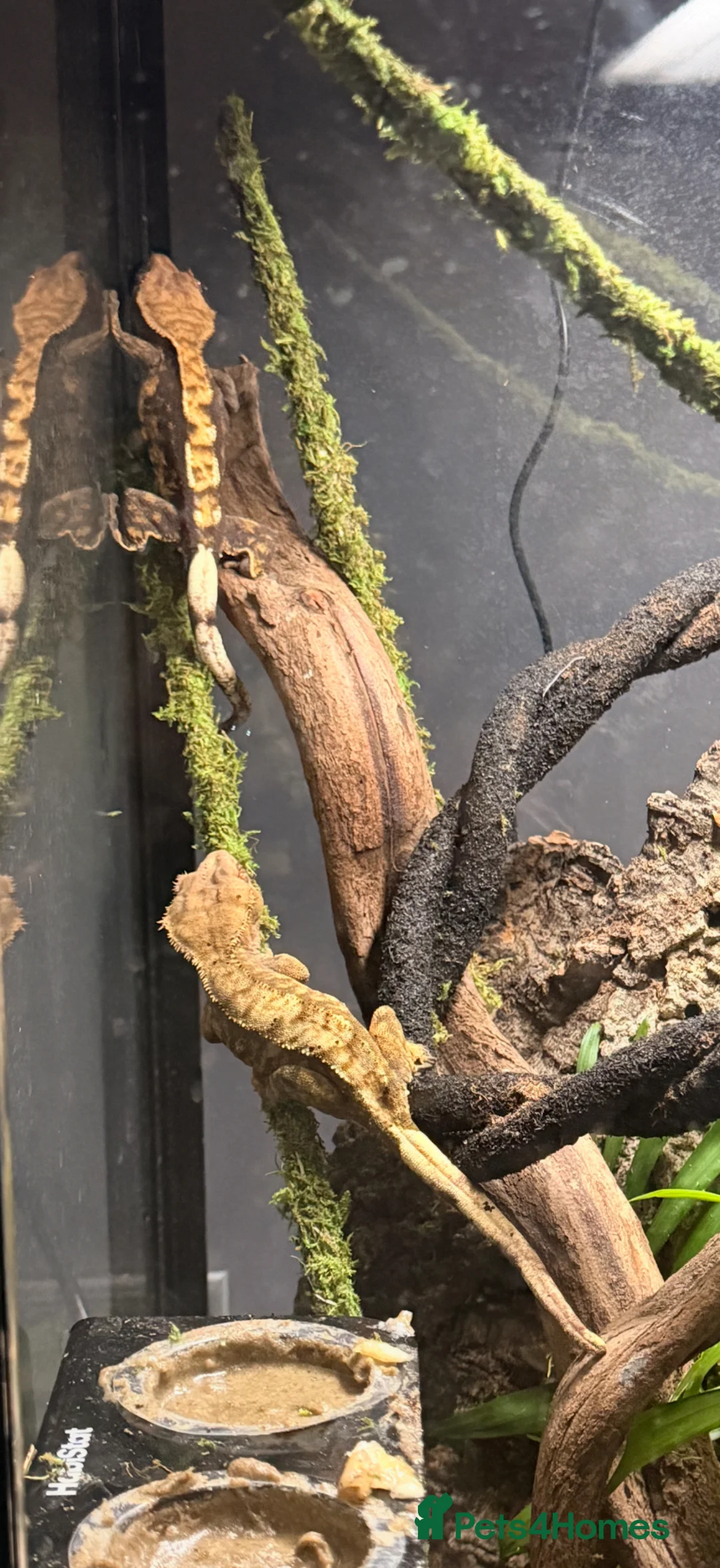 Gecko reptiles for sale: Two female crested geckos and full set up ready in Brentwood - Advert 5