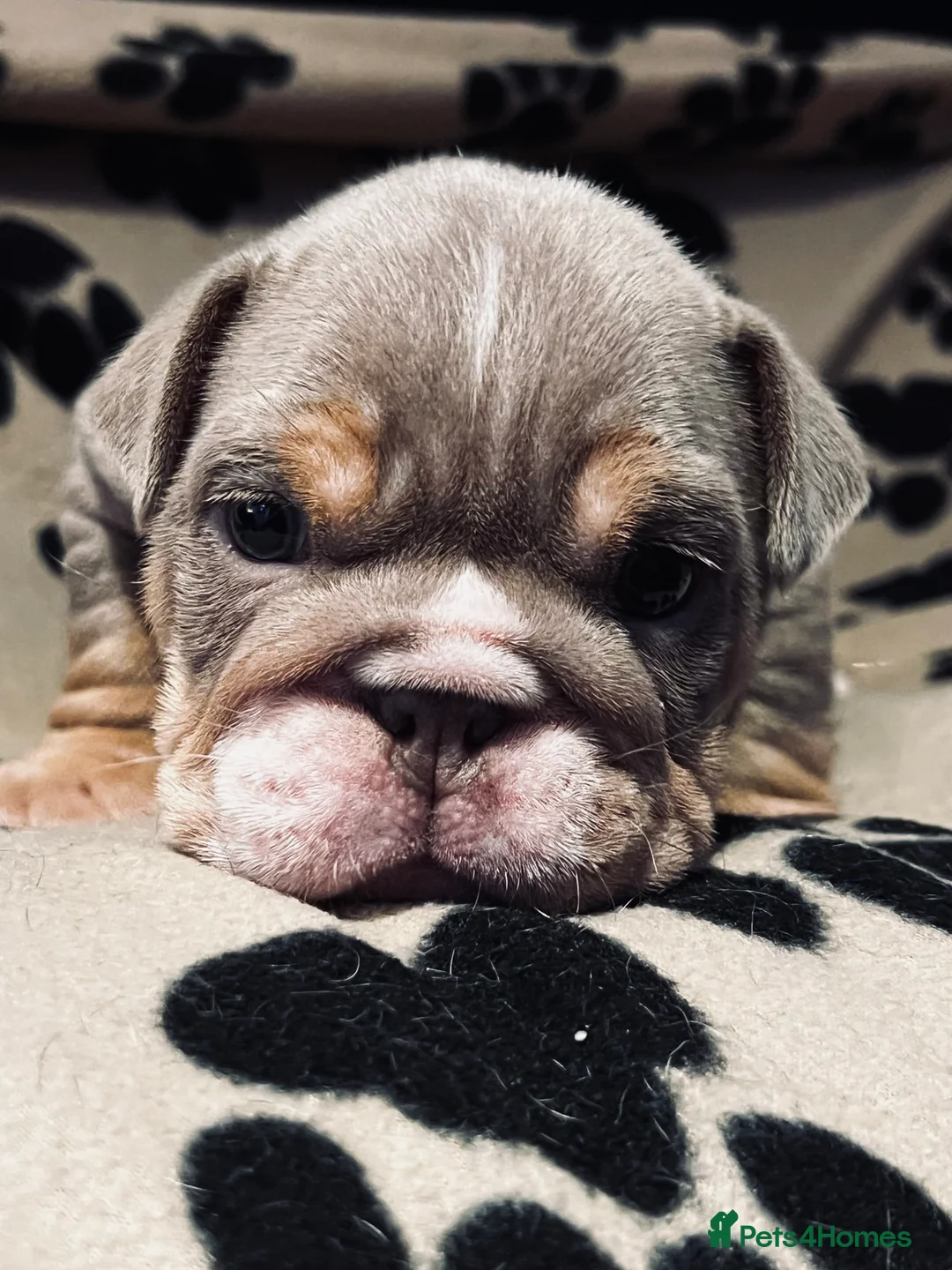 English Bulldog dogs for sale: Beautiful English bulldog pup - Advert 2