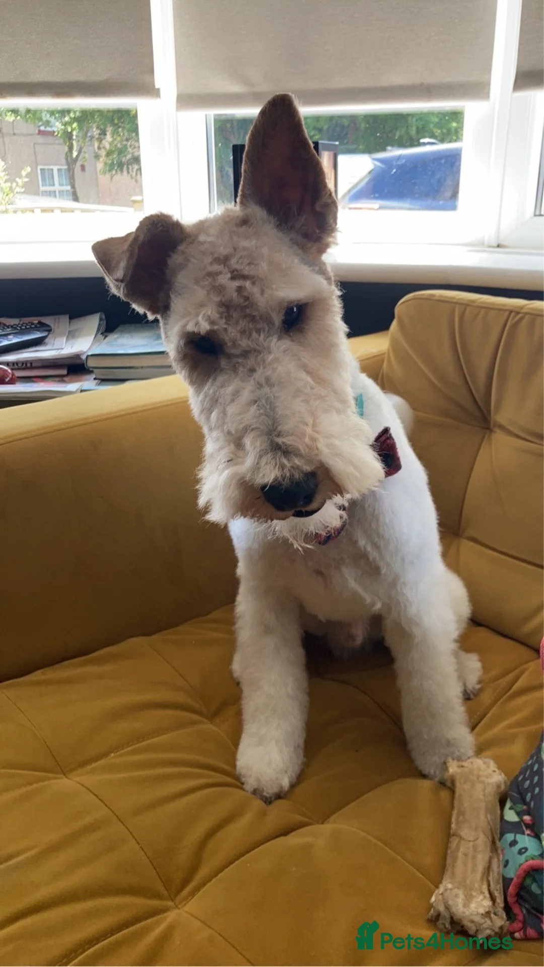 Fox Terrier dogs for sale: 4yo CASTRATED Adult Male Fox Terrier  in Bishop Auckland - Advert 1