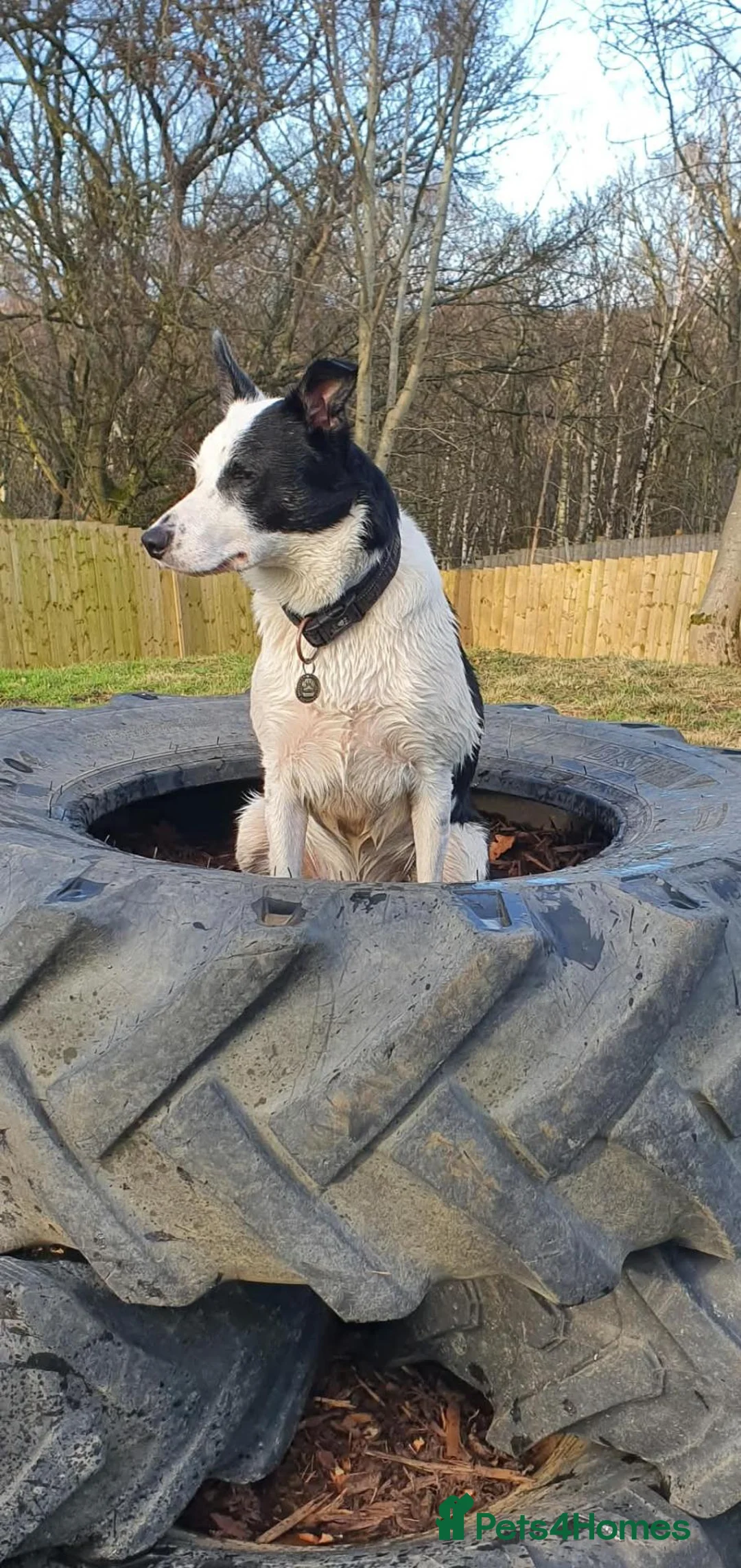 Border Collie dogs for sale: Border collie 4 years old in Crook - Advert 4