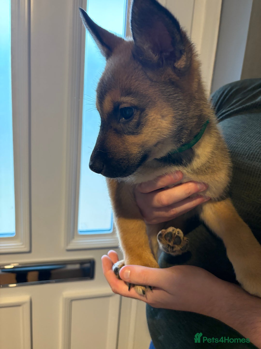 Mixed Breed dogs for sale: Siberian husky cross belgian malinois - Image 21