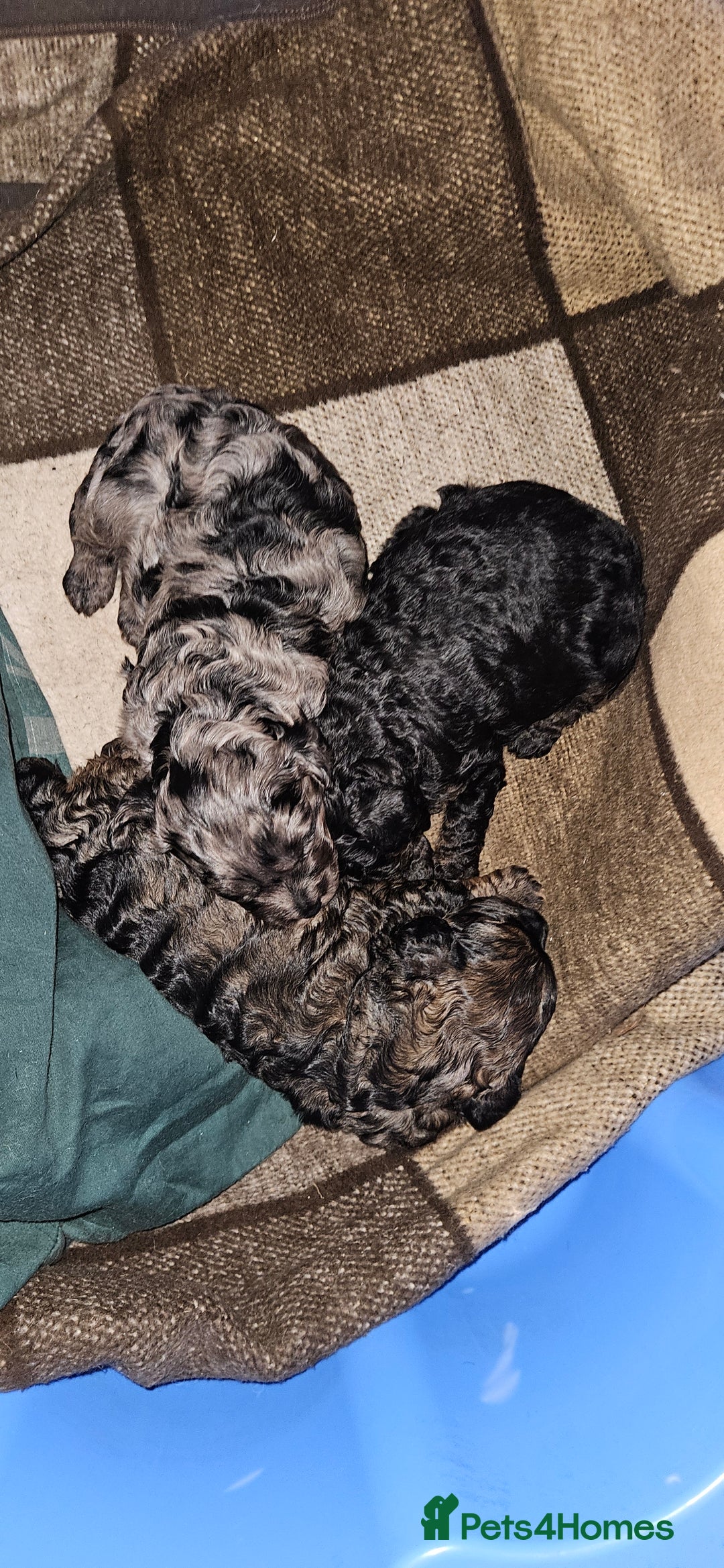 Cavapoo dogs for sale: 3 cavapoo puppies  - Advert 5