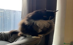 Ragdoll cats for sale: Two Ragdolls. Mom and Son. Ready for new home. - Image 11