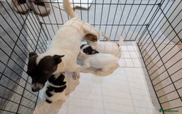 Jack Russell dogs for sale: Gorgeous miniature Jack Russell puppies  - Image 12