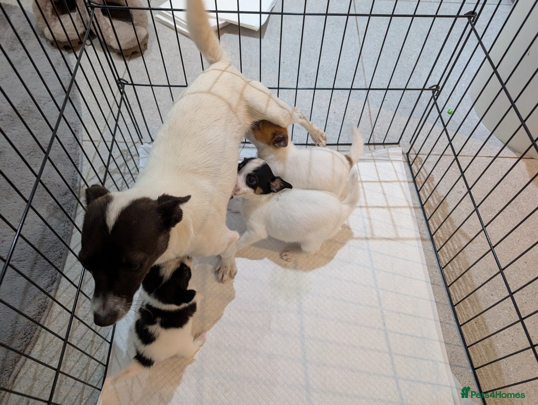 Jack Russell dogs for sale: Gorgeous miniature Jack Russell puppies  - Image 12