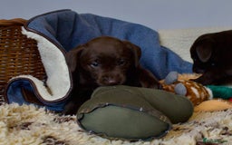 Labrador Retriever dogs for sale: Chocolate Labrador puppies, KC reg, health tested, - Image 2