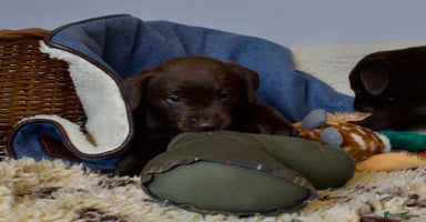 Labrador Retriever dogs - Advert 4