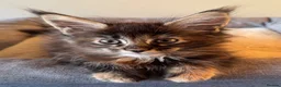Maine Coon cats for sale: GCCF PEDIGREE MAINECOON KITTENS - Advert 22