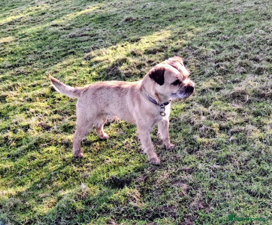 Border Terrier dogs for stud: KC registered border terrier for stud - Advert 3
