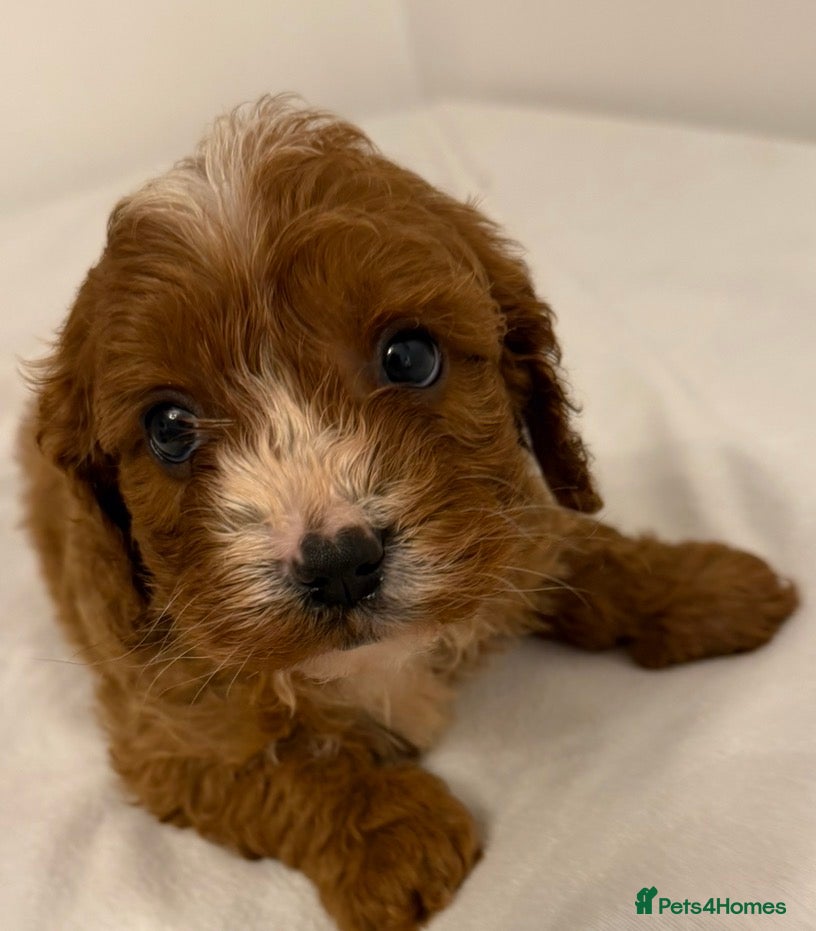 Cavapoo dogs F1 cavapoo puppies fully health tested - Advert 6