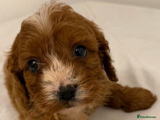 Cavapoo dogs F1 cavapoo puppies fully health tested - Advert 6