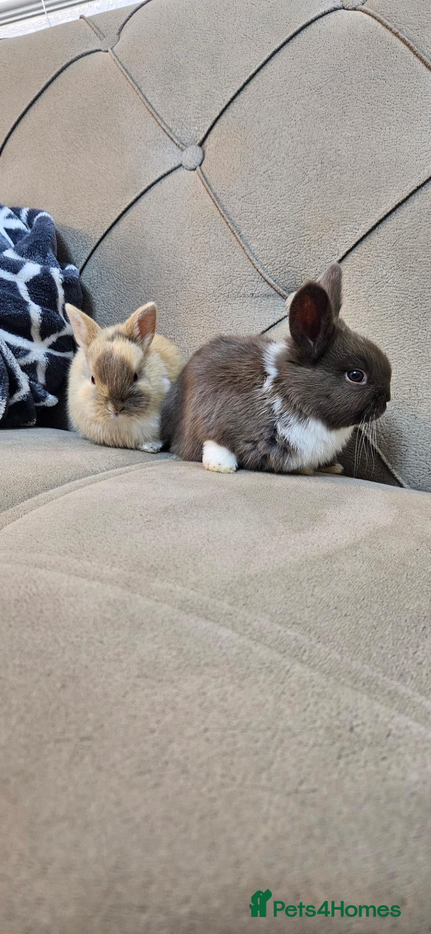 Mixed Breed rabbits for sale: They are friendly rabbits 💕 - Advert 1