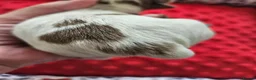 Yorkshire Terrier dogs for sale: Merle and Sable (Ocean Pearl) Yorkie puppies  - Advert 27