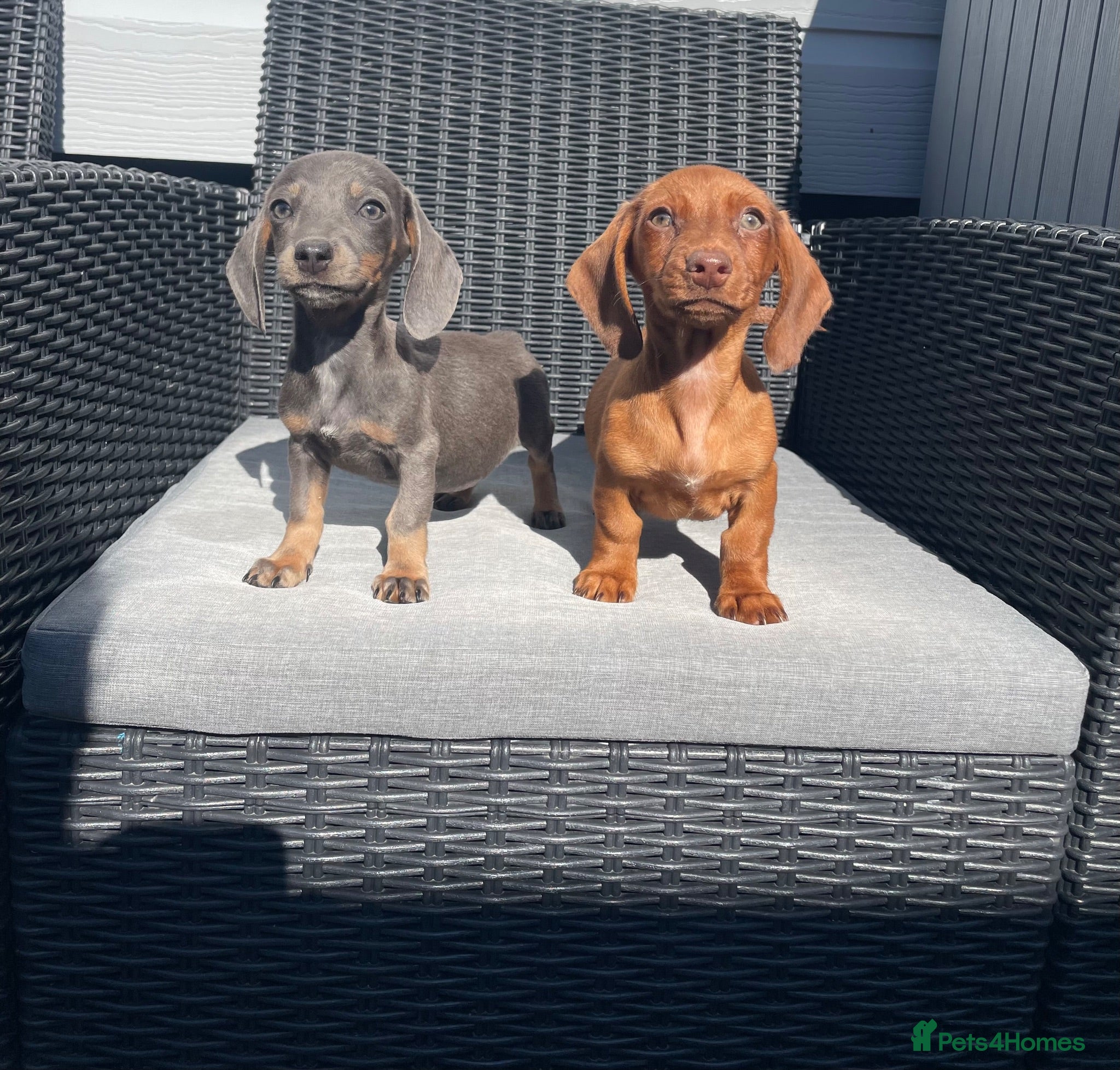 Miniature Dachshund dogs 💖💙beautiful Dachunds ready now 💖💙 - Advert 2
