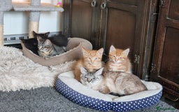 Mixed Breed cats for sale: Kittens ready now - Image 4