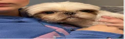 Shih Tzu dogs for sale: Beautiful Poppy Imperial/Miniature Shih Tzu  - Advert 2